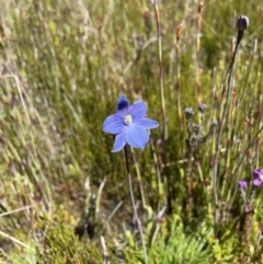 Thelymitra cyanea at Cotter River, ACT - 8 Jan 2023