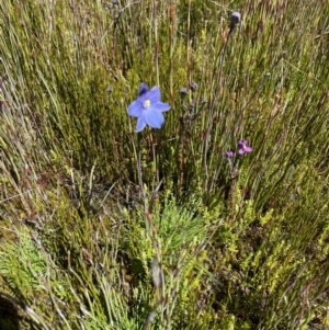 Thelymitra cyanea at Cotter River, ACT - suppressed