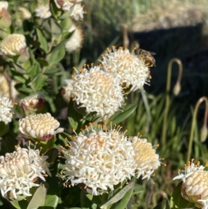 Pimelea ligustrina subsp. ciliata at Cotter River, ACT - 8 Jan 2023