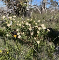 Pimelea ligustrina subsp. ciliata at Cotter River, ACT - 8 Jan 2023