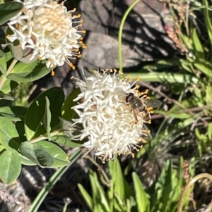 Pimelea ligustrina subsp. ciliata at Cotter River, ACT - 8 Jan 2023