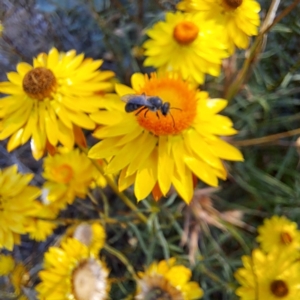 Lasioglossum (Chilalictus) lanarium at Watson, ACT - 8 Jan 2023 04:49 PM