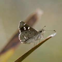 Pasma tasmanica (Two-spotted Grass-skipper) at QPRC LGA - 1 Jan 2023 by DPRees125