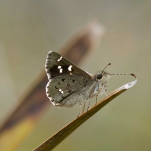 Pasma tasmanica at Rossi, NSW - 1 Jan 2023