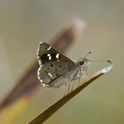 Pasma tasmanica (Two-spotted Grass-skipper) at Tallaganda State Forest - 1 Jan 2023 by DPRees125