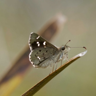 Pasma tasmanica (Two-spotted Grass-skipper) at QPRC LGA - 1 Jan 2023 by DPRees125