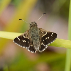 Pasma tasmanica at Rossi, NSW - 1 Jan 2023