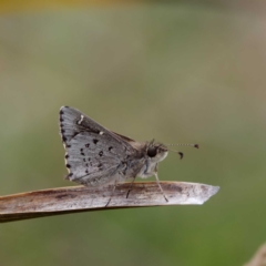 Pasma tasmanica at Rossi, NSW - 1 Jan 2023