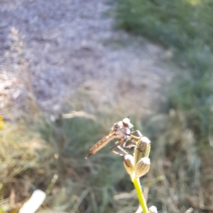 Cerdistus sp. (genus) at Watson, ACT - 8 Jan 2023