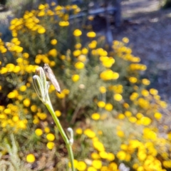 Cerdistus sp. (genus) at Watson, ACT - 8 Jan 2023