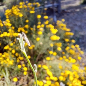 Cerdistus sp. (genus) at Watson, ACT - 8 Jan 2023