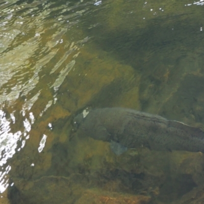 Maccullochella macquariensis (Trout Cod) at Namadgi National Park - 8 Jan 2023 by thingofthejungle