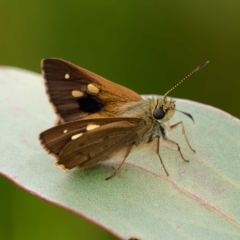 Timoconia flammeata (Bright Shield-skipper) at Tallaganda State Forest - 1 Jan 2023 by DPRees125