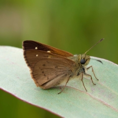 Timoconia flammeata at Rossi, NSW - 1 Jan 2023