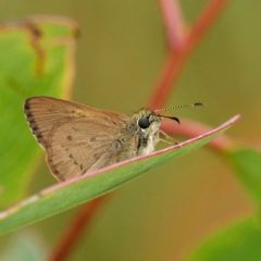 Timoconia flammeata at Rossi, NSW - 1 Jan 2023 12:01 PM