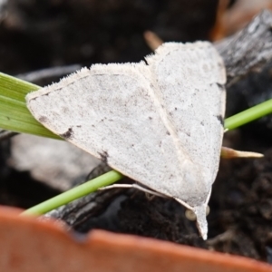 Dichromodes estigmaria at Vincentia, NSW - suppressed