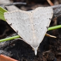 Dichromodes estigmaria at Vincentia, NSW - suppressed