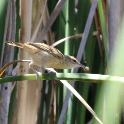 Acrocephalus australis (Australian Reed-Warbler) at Upper Stranger Pond - 8 Jan 2023 by RodDeb