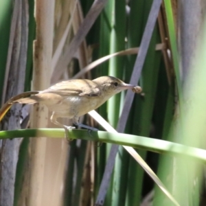 Acrocephalus australis at Isabella Plains, ACT - 8 Jan 2023