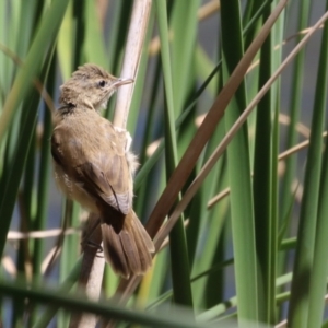 Acrocephalus australis at Isabella Plains, ACT - 8 Jan 2023