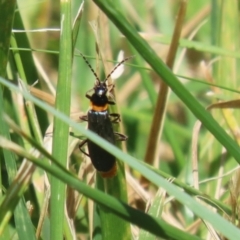 Chauliognathus lugubris (Plague Soldier Beetle) at Upper Stranger Pond - 8 Jan 2023 by RodDeb