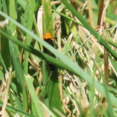 Chauliognathus lugubris at Isabella Plains, ACT - 8 Jan 2023