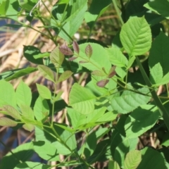 Fraxinus angustifolia (Desert Ash) at Upper Stranger Pond - 8 Jan 2023 by RodDeb