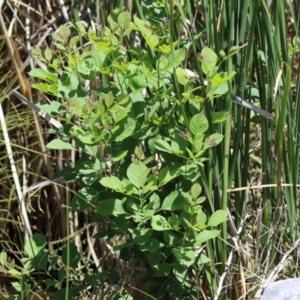 Fraxinus angustifolia at Isabella Plains, ACT - 8 Jan 2023