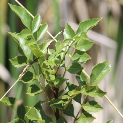 Fraxinus angustifolia (Desert Ash) at Upper Stranger Pond - 8 Jan 2023 by RodDeb