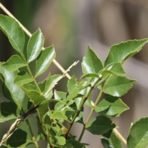 Fraxinus angustifolia at Isabella Plains, ACT - 8 Jan 2023