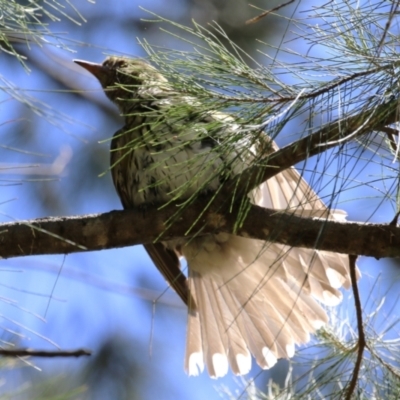 Oriolus sagittatus (Olive-backed Oriole) at Upper Stranger Pond - 8 Jan 2023 by RodDeb