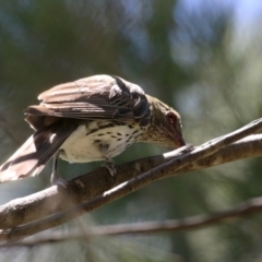 Oriolus sagittatus at Isabella Plains, ACT - 8 Jan 2023 11:50 AM