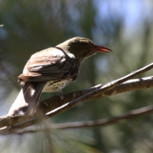 Oriolus sagittatus at Isabella Plains, ACT - 8 Jan 2023