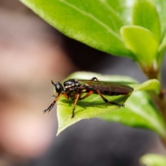 Aplestobroma avidum (Robber fly) at Paddys River, ACT - 7 Jan 2023 by DPRees125