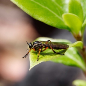 Aplestobroma avidum at Paddys River, ACT - 7 Jan 2023 02:20 PM