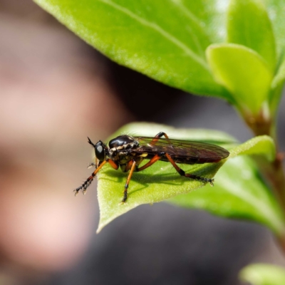 Aplestobroma avidum (Robber fly) at Namadgi National Park - 7 Jan 2023 by DPRees125