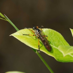 Aplestobroma avidum at Paddys River, ACT - 7 Jan 2023 02:20 PM