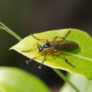 Aplestobroma avidum at Paddys River, ACT - 7 Jan 2023