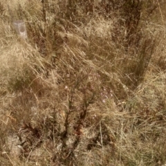 Epilobium ciliatum at Cooma North Ridge Reserve - 8 Jan 2023 by mahargiani