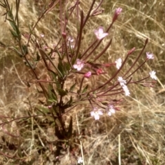 Epilobium ciliatum at Cooma, NSW - 8 Jan 2023 01:14 PM