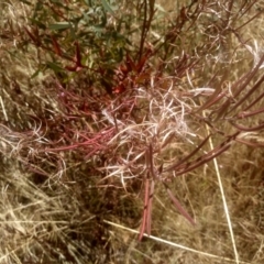 Epilobium ciliatum at Cooma, NSW - 8 Jan 2023 01:14 PM