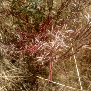 Epilobium ciliatum at Cooma, NSW - 8 Jan 2023 01:14 PM