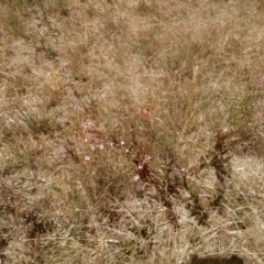 Epilobium ciliatum at Cooma, NSW - 8 Jan 2023 01:14 PM