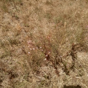 Epilobium ciliatum at Cooma, NSW - 8 Jan 2023 01:14 PM