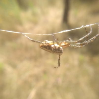 Plebs bradleyi (Enamelled spider) at Cooma, NSW - 8 Jan 2023 by mahargiani