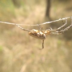 Plebs bradleyi (Enamelled spider) at Cooma North Ridge Reserve - 8 Jan 2023 by mahargiani