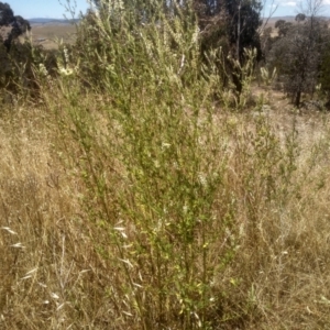 Melilotus albus at Cooma, NSW - 8 Jan 2023
