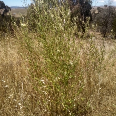 Melilotus albus (Bokhara) at Cooma, NSW - 8 Jan 2023 by mahargiani