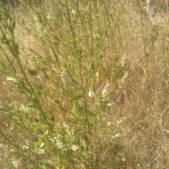 Melilotus albus at Cooma, NSW - 8 Jan 2023 02:02 PM