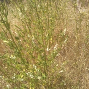 Melilotus albus at Cooma, NSW - 8 Jan 2023